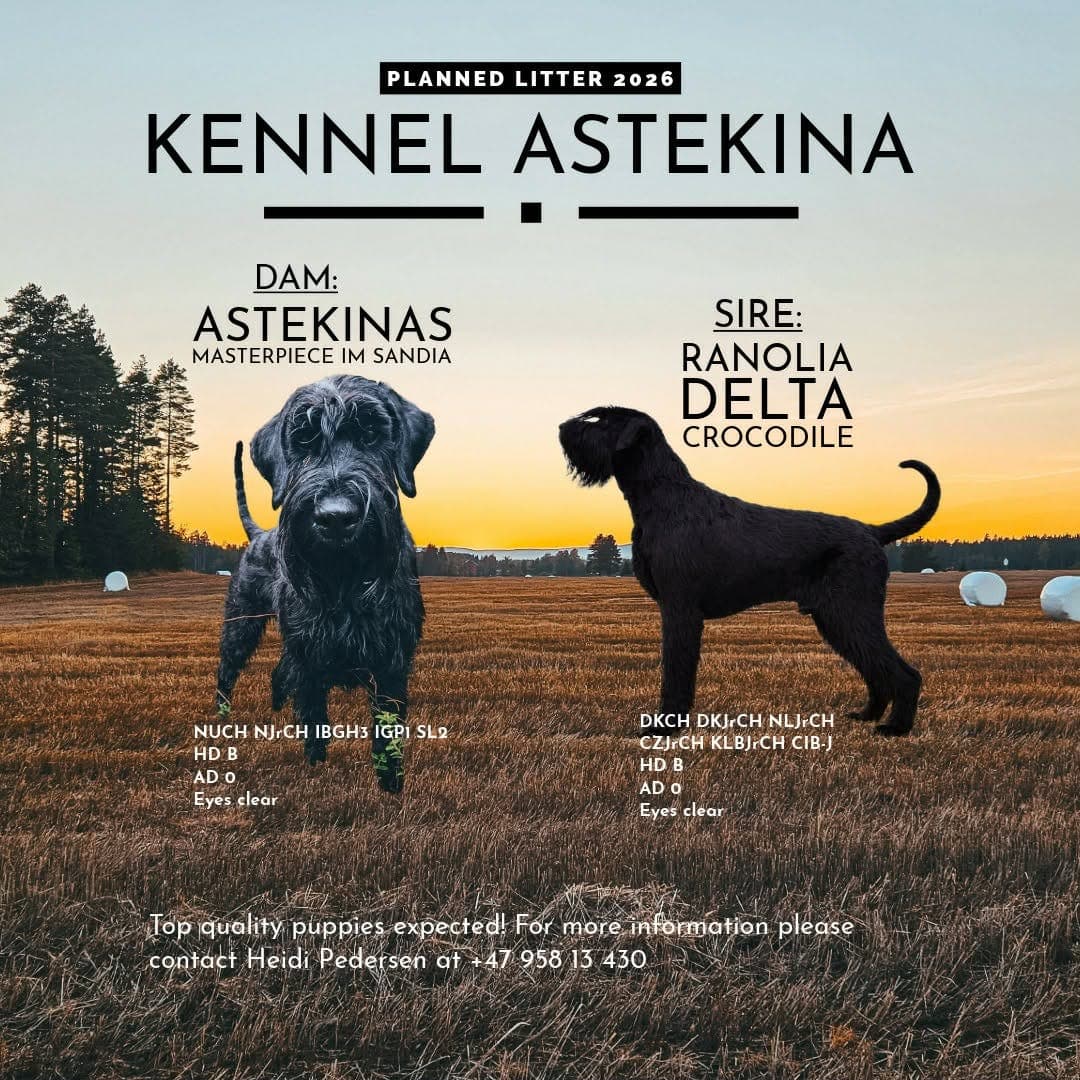 Riesenschnauzer-valper til salgs e høyt meriterte foreldre i bruks og utstilling