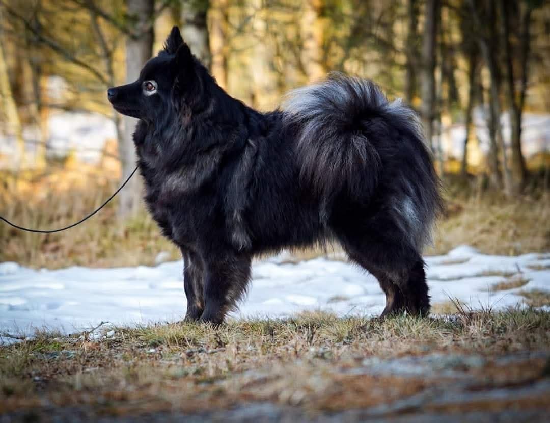 Søker fôrvert til finsk lapphund kvalp