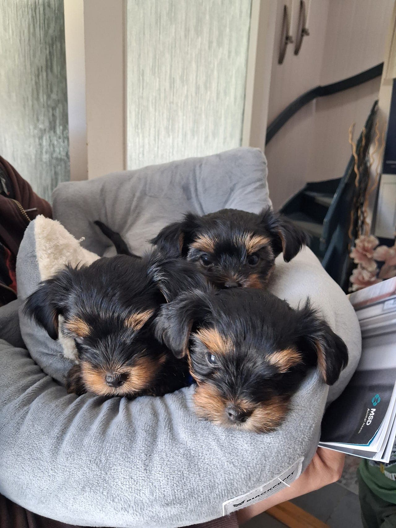 Yorkshire Terrier