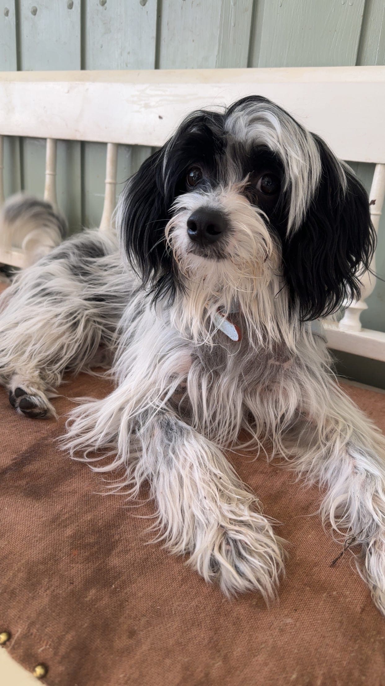 Renraset kastrert Chinese crested gutt