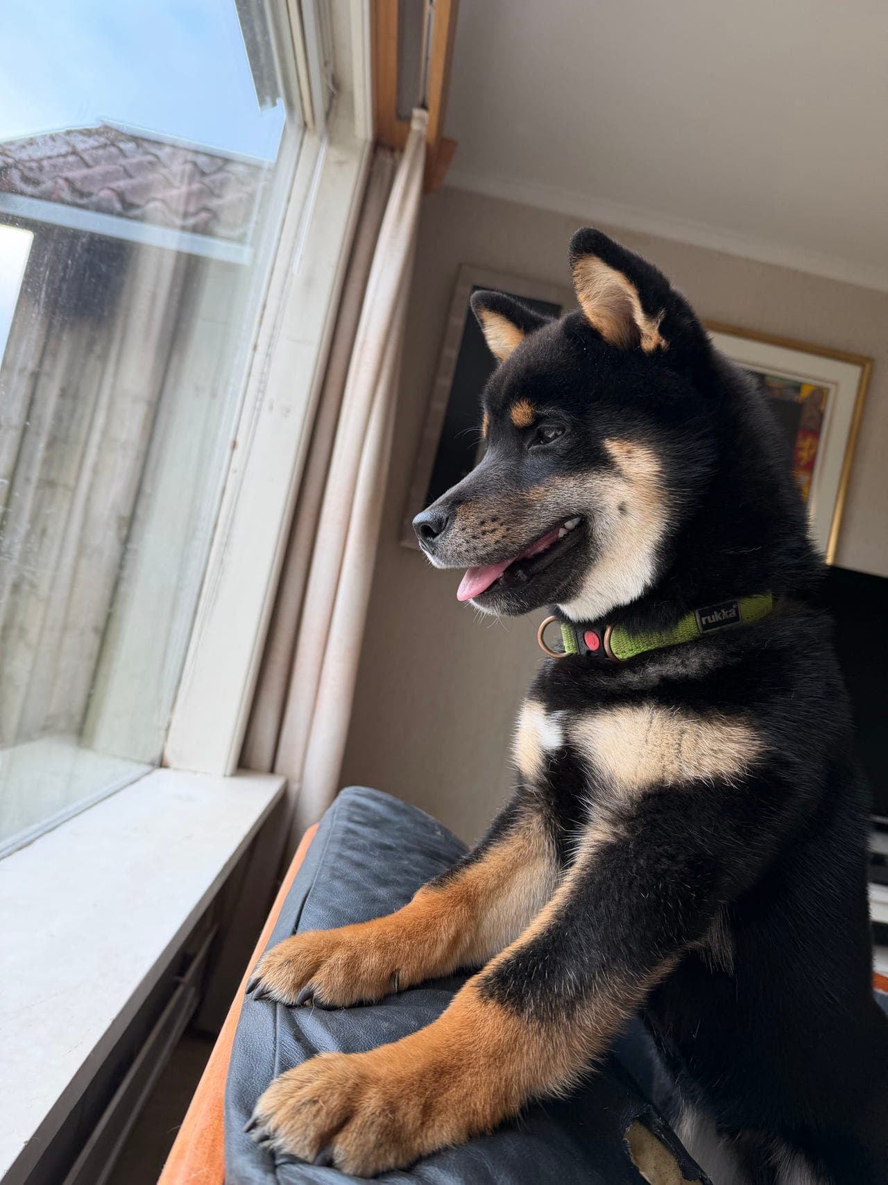 6 months B&T male looking for the best home family dog ( Tashi )