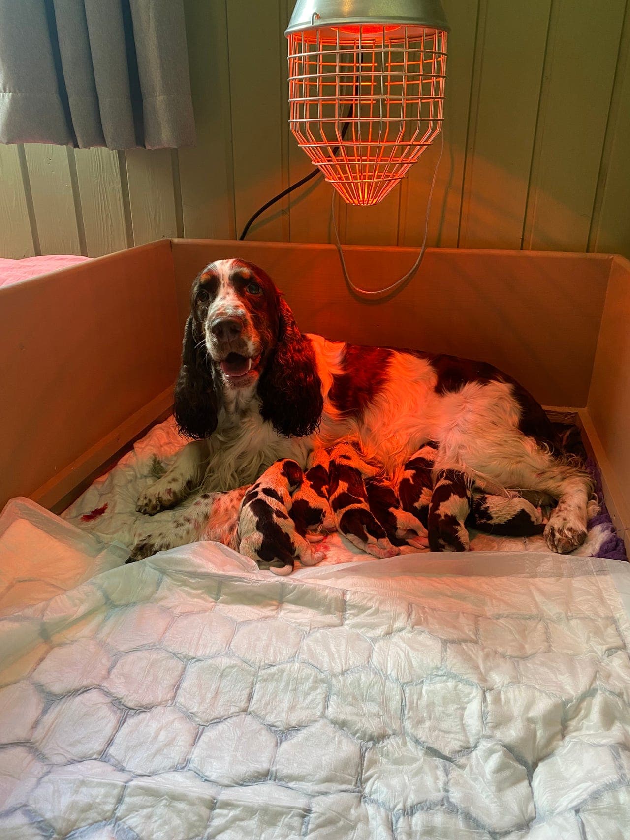 Engelsk Springer Spaniel valper