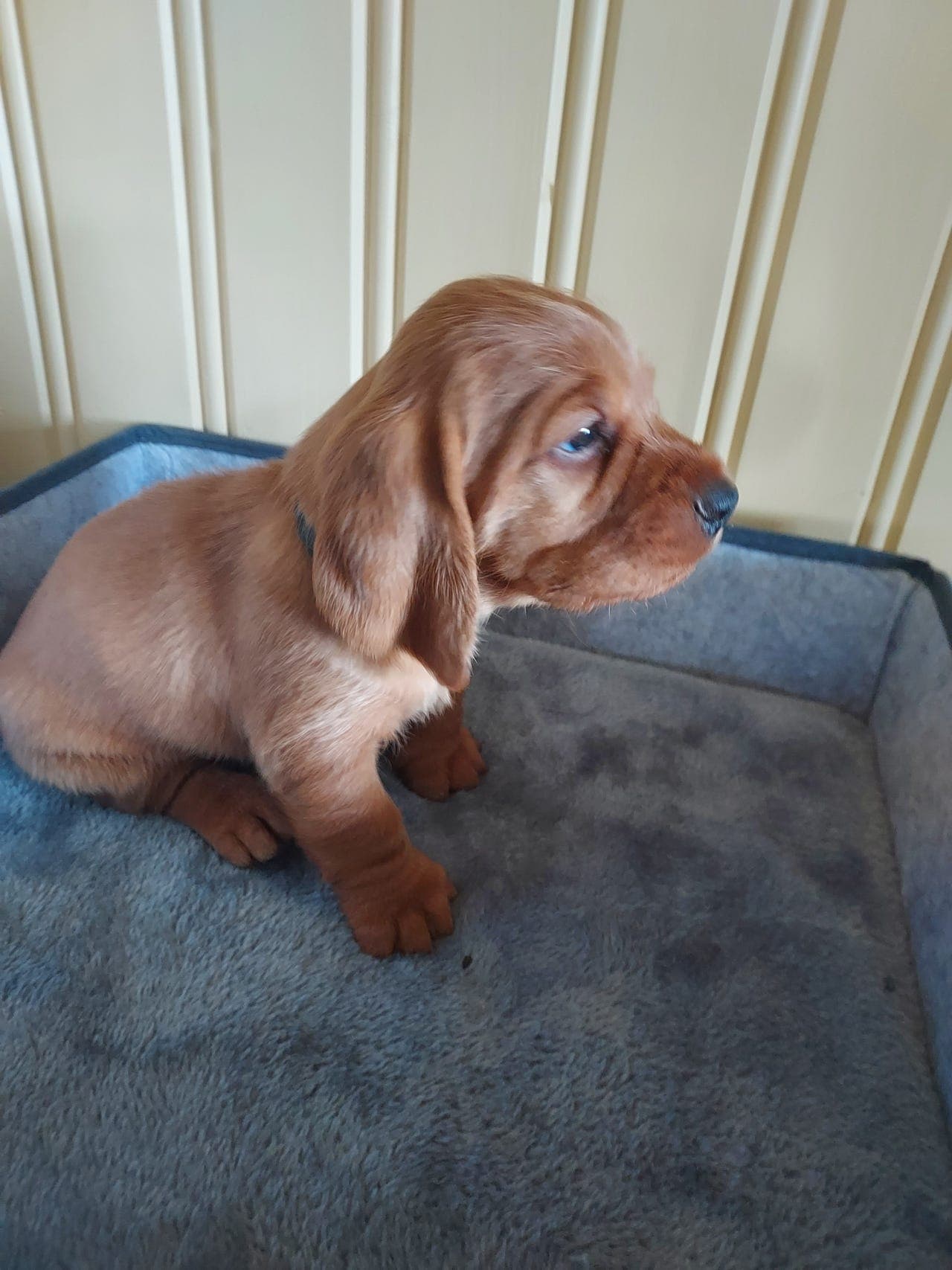 Basset fouve de bretagne