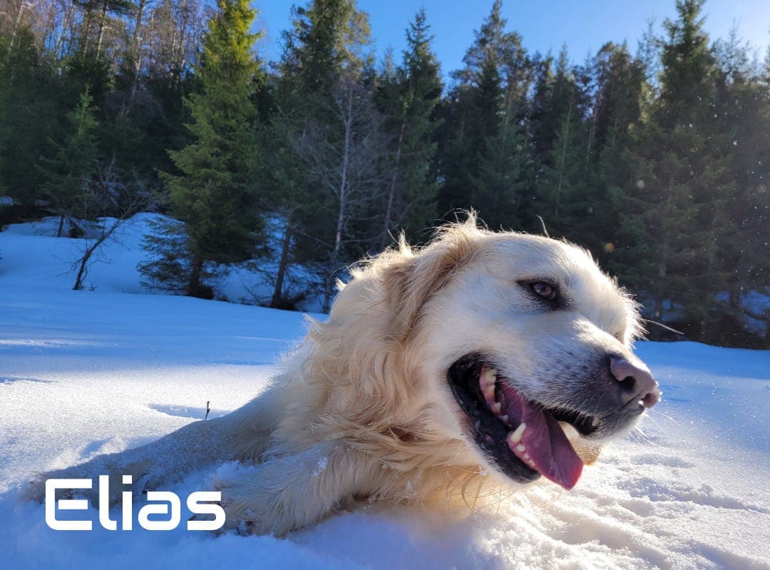 To nydelige Golden Retrievere gis bort til rett hjem – Elias og Tilde