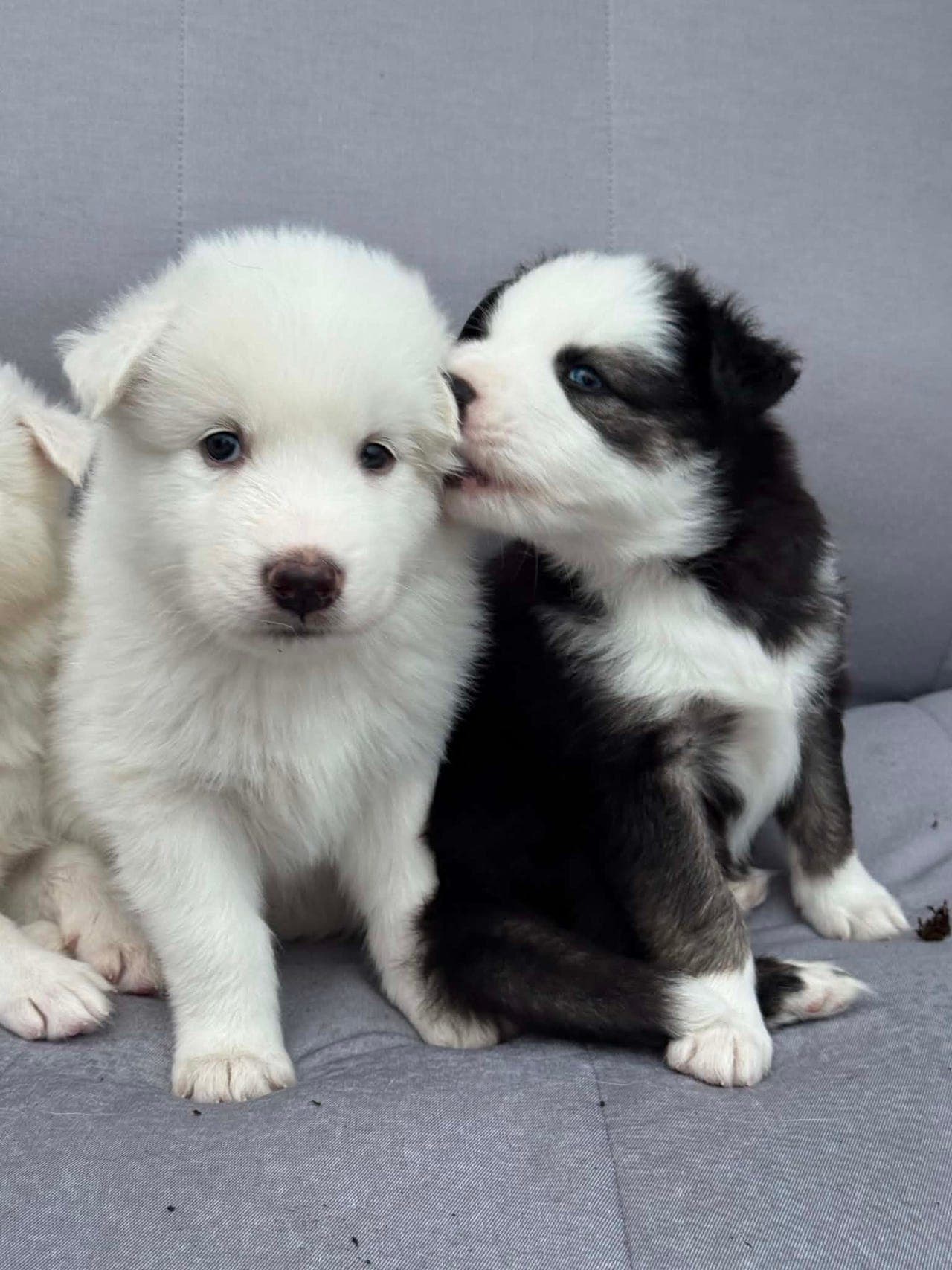 Yakutian Laika 🫶