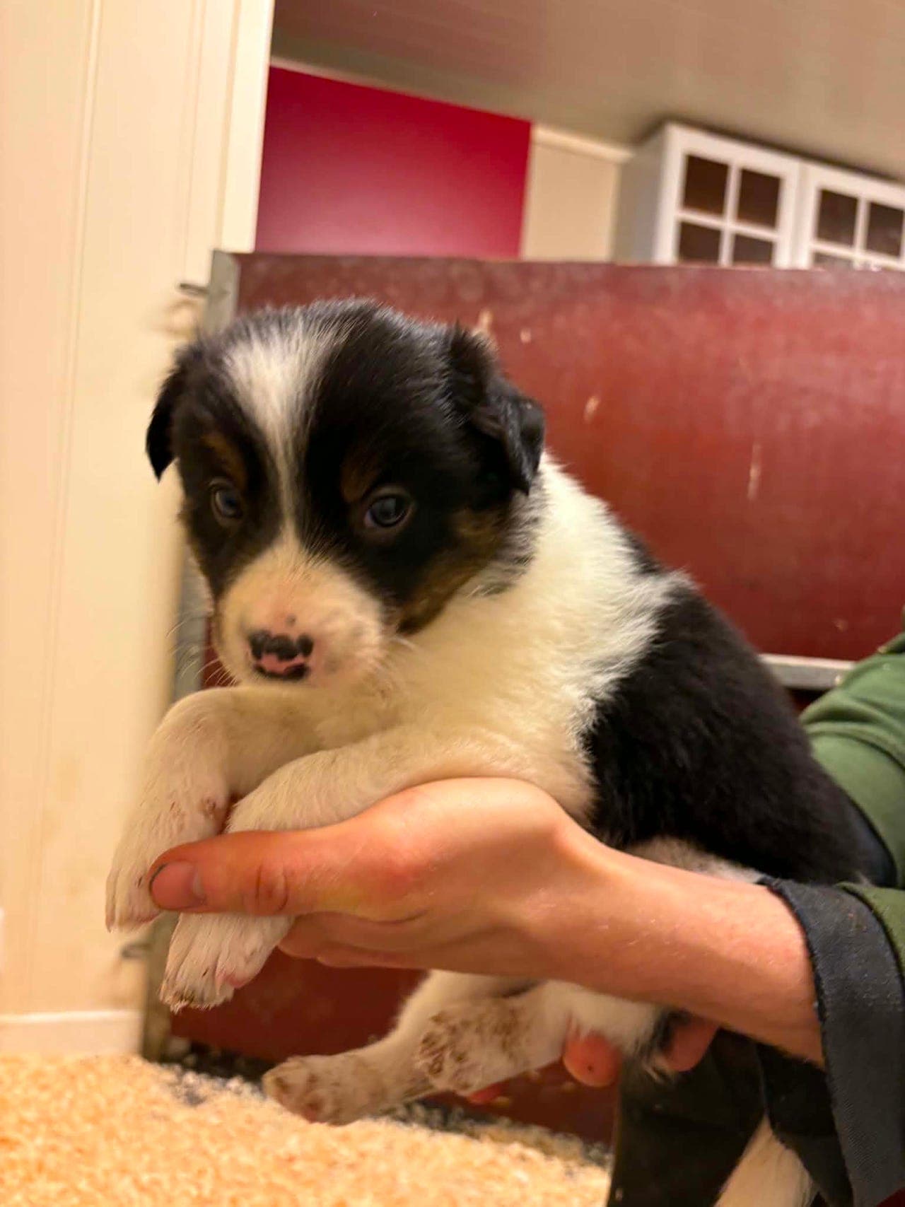 Border collie valper