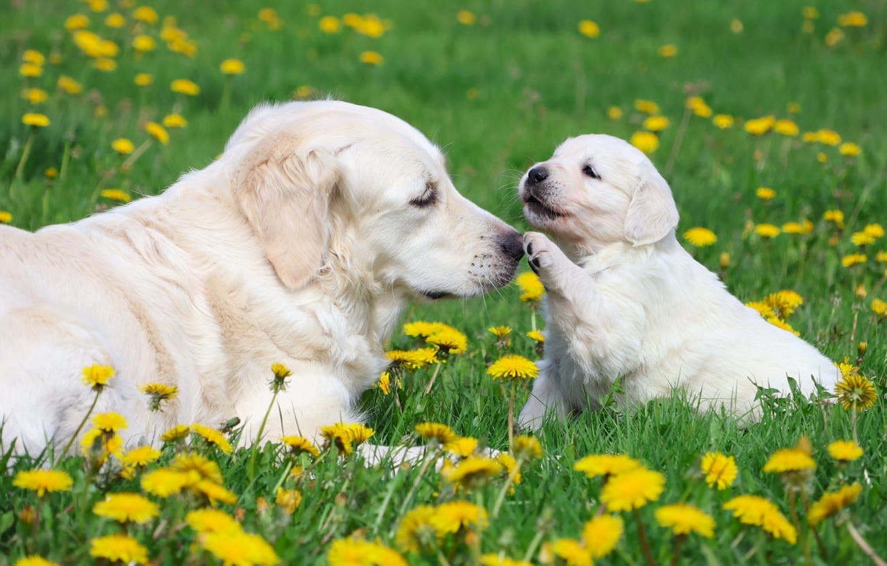 Golden Retriever valper