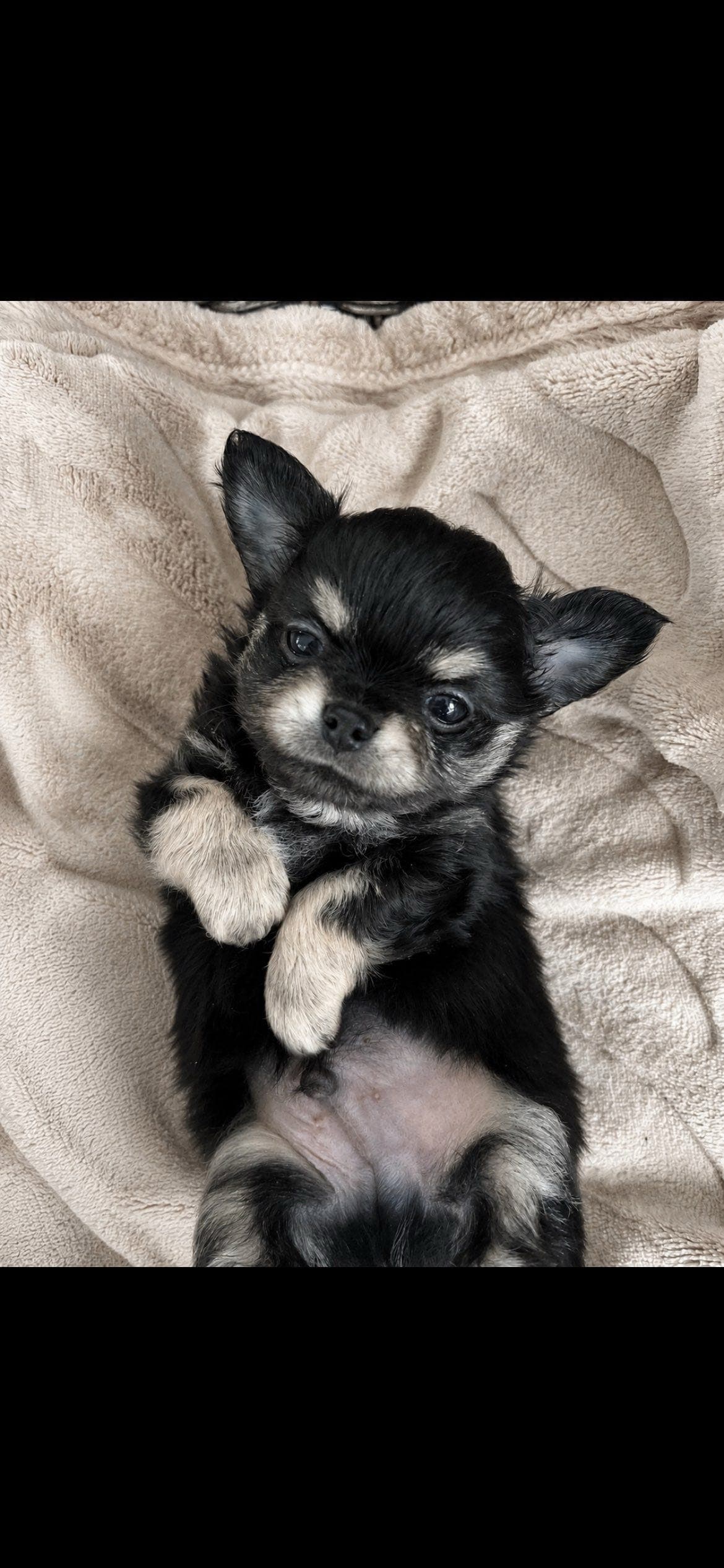 Langhåret chihuahua reg.NKK