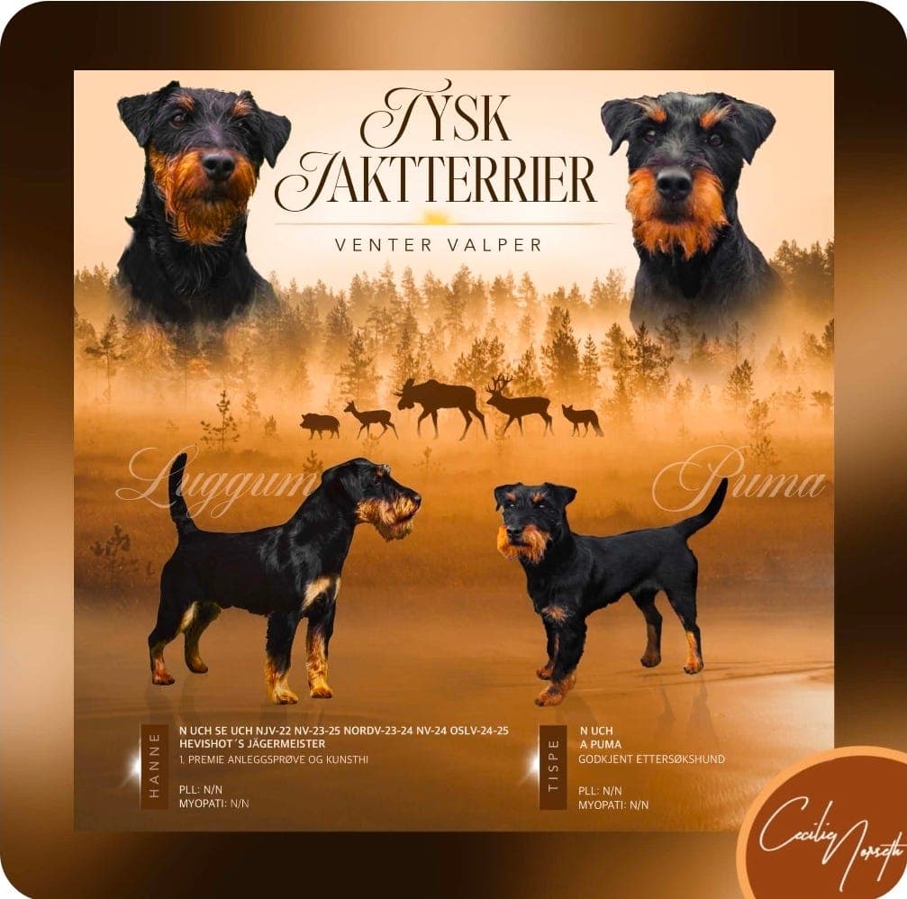 Tysk Jaktterrier valper ventes