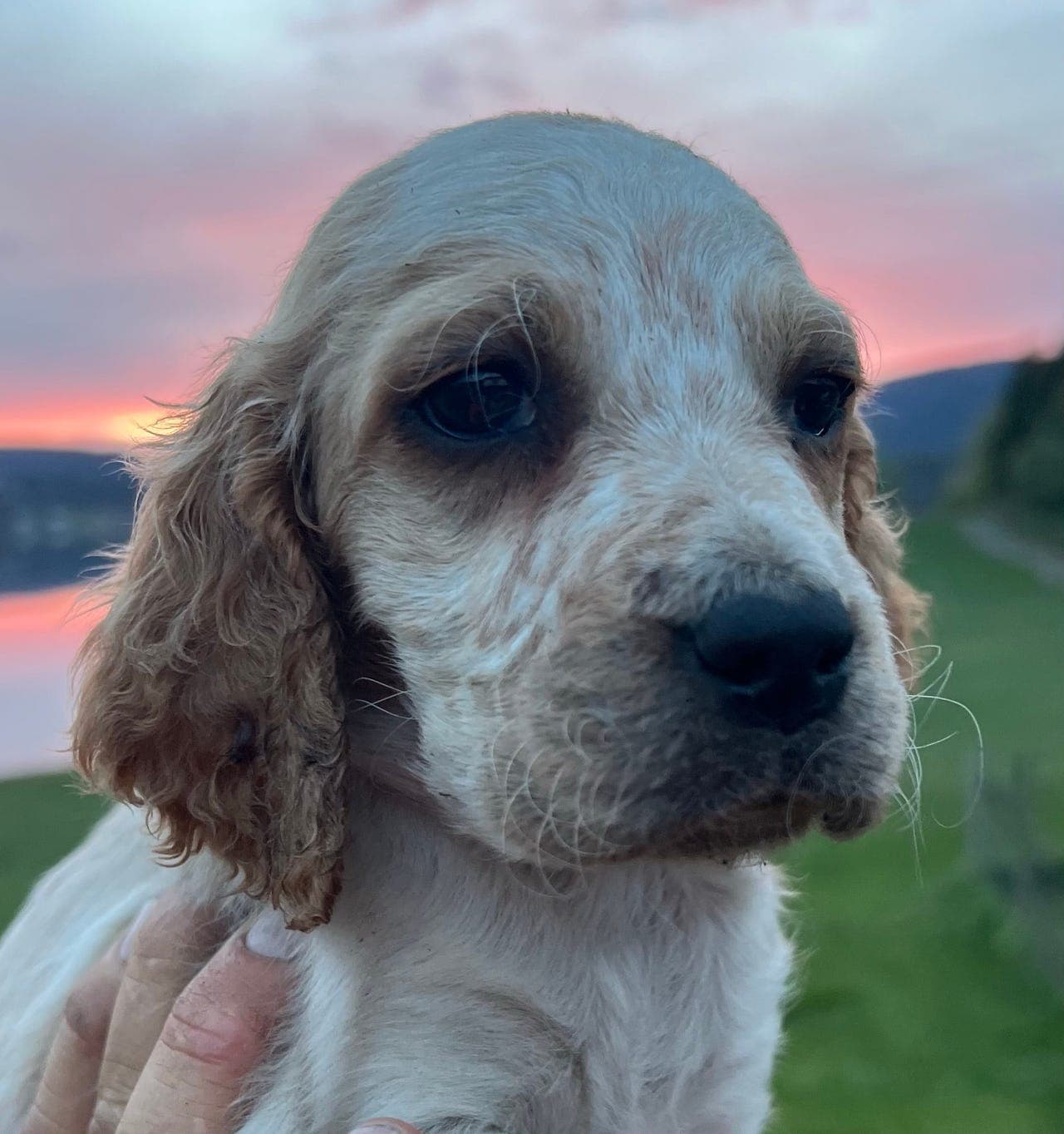 Nydelige Engelsk Setter valper