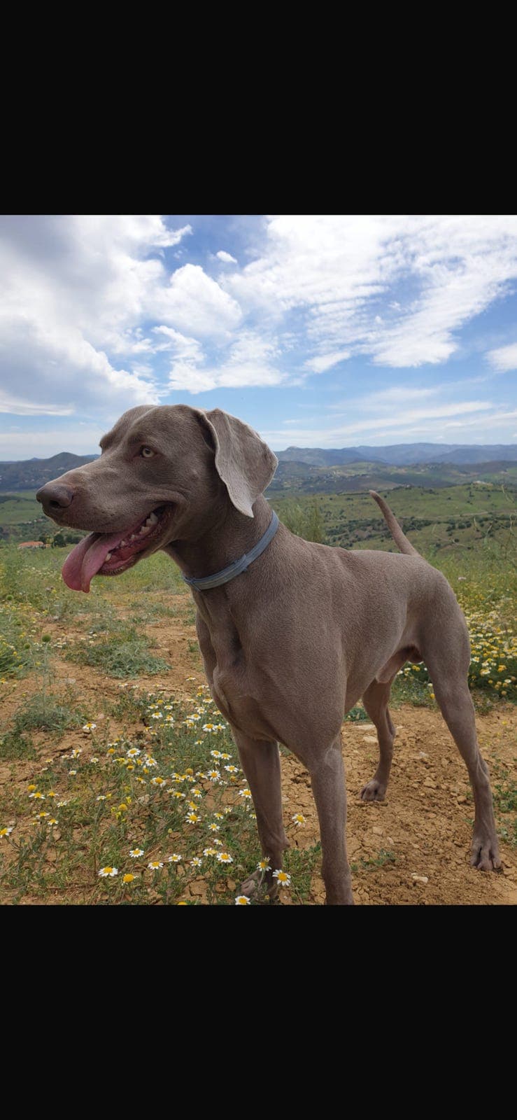 Weimaraner hannhund 3 år omplasseres til riktig hjem
