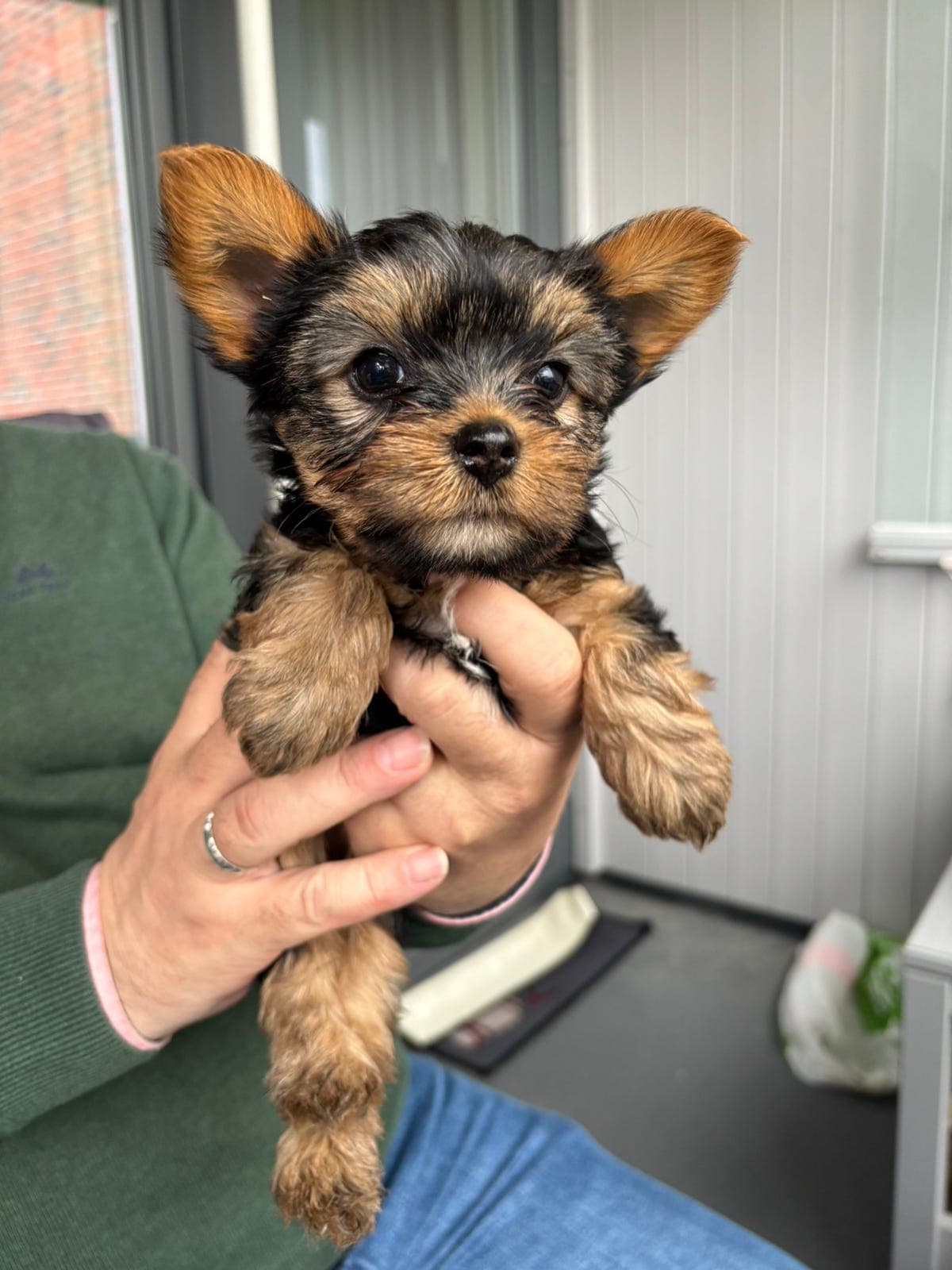 Flotte Yorkshire terrier valper til salgs