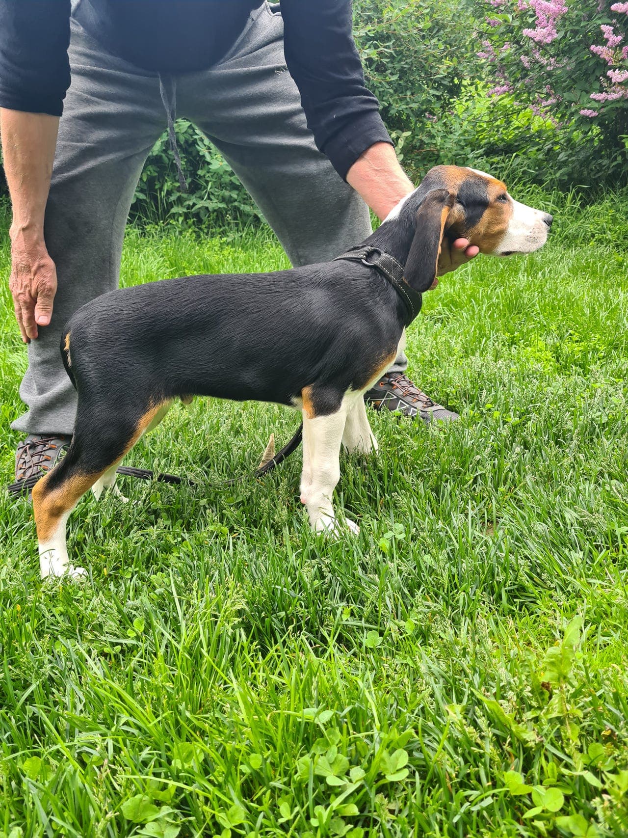 Finskestøvervalper selges! 🐶