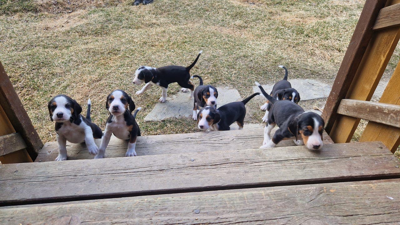 Finskestøvervalper selges! 🐶