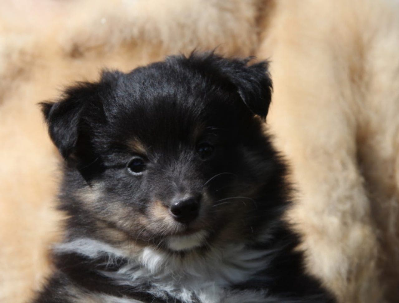 Shetland Sheepdogs valper