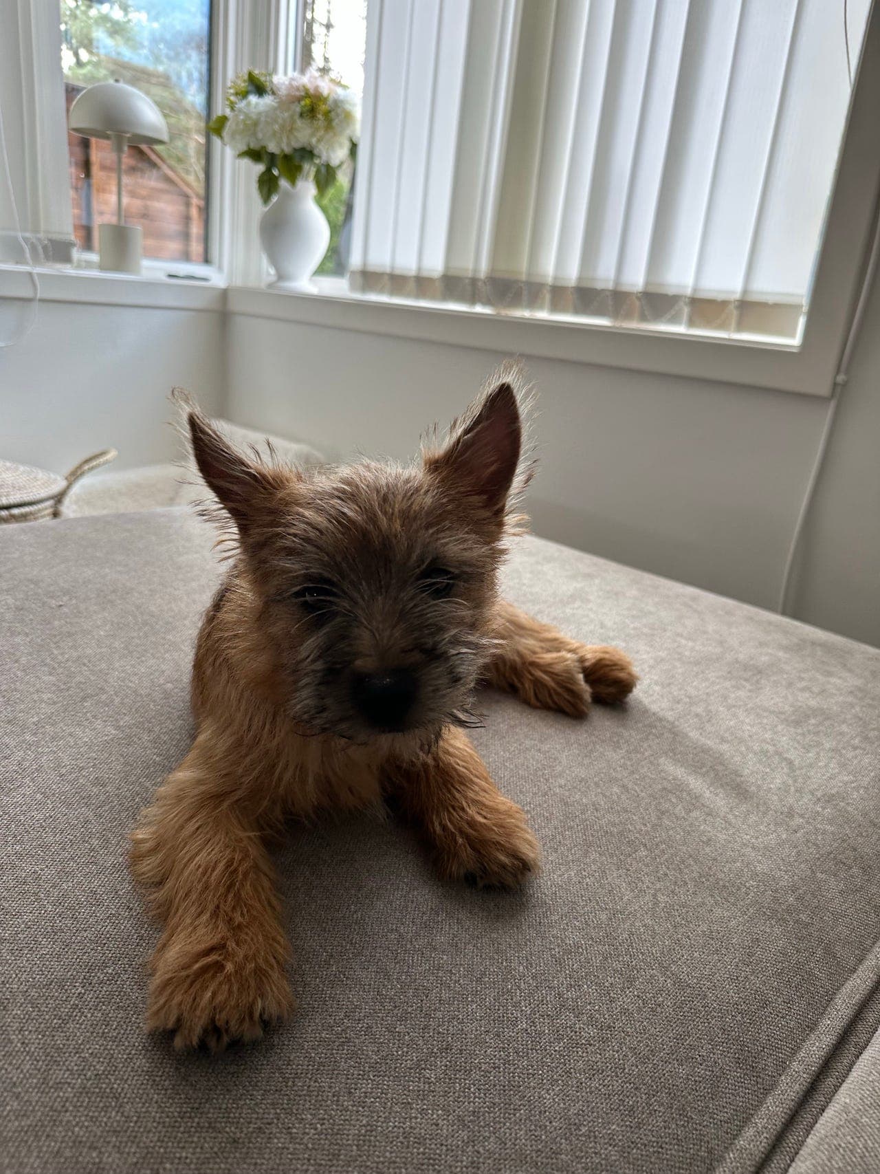 Cairn terrier