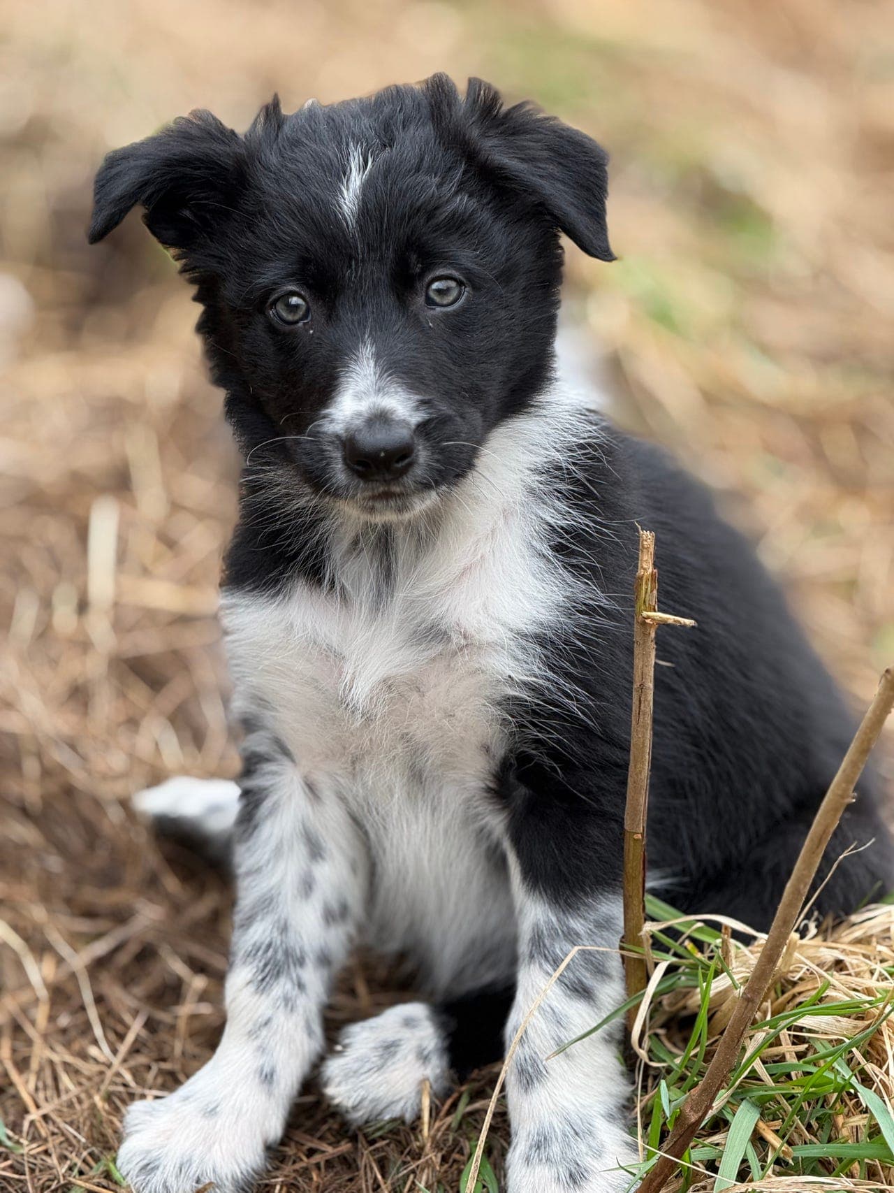 Border Collie valp