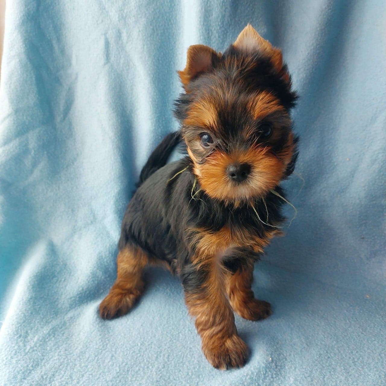 Renraset Yorkshire Terrier Tispe