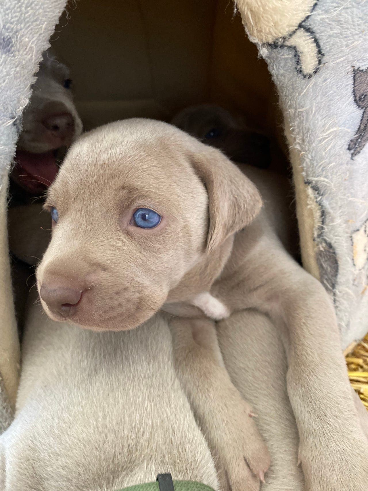 Weimaraner valper