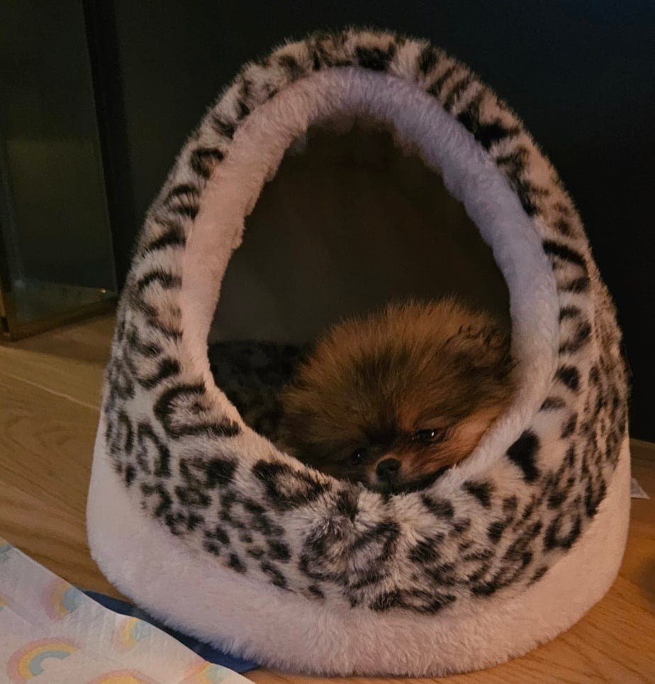 Pomeranian tispe