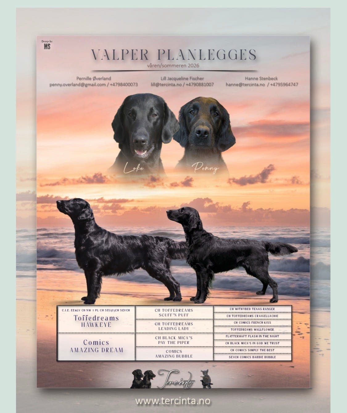 Flat coated retriever valper