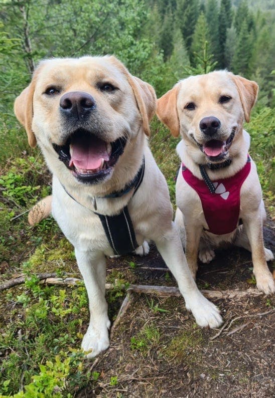 Labrador Retriever valper