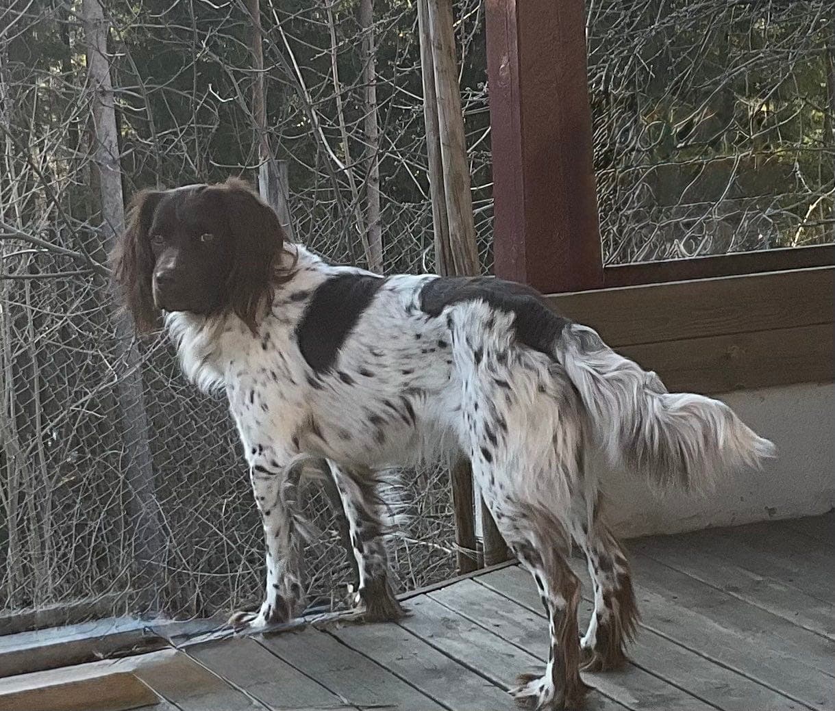 Kleiner Münsterländer hannhund omplasseres