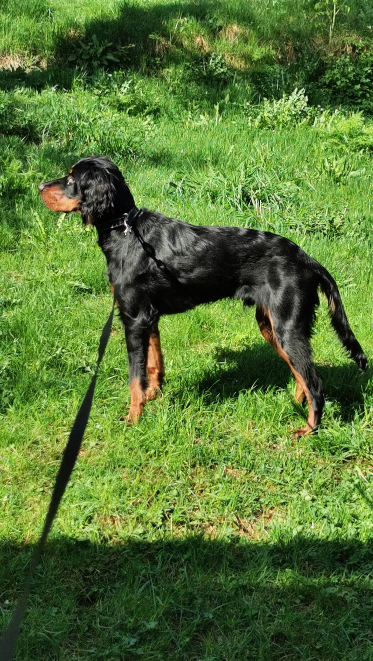 Gordon setter