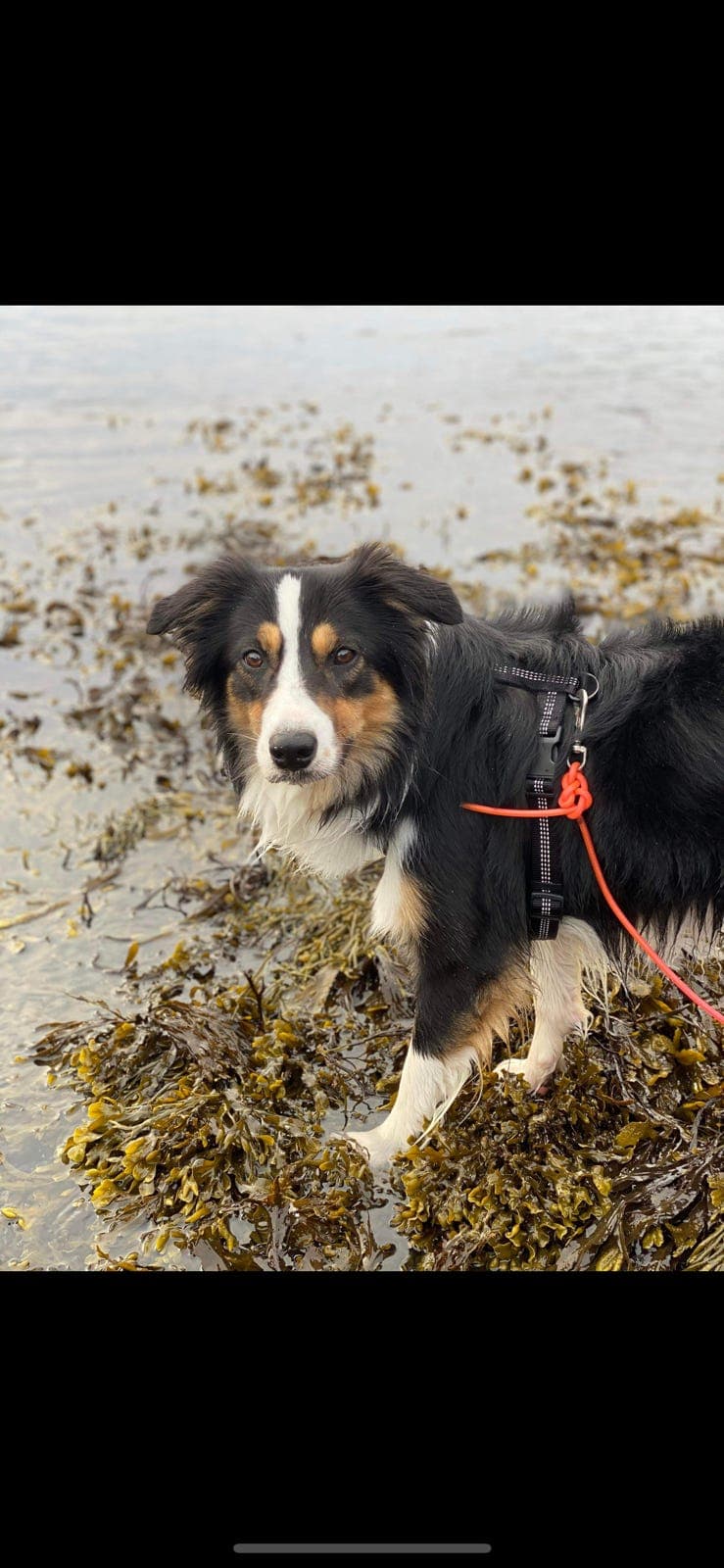 Border collie tricollor