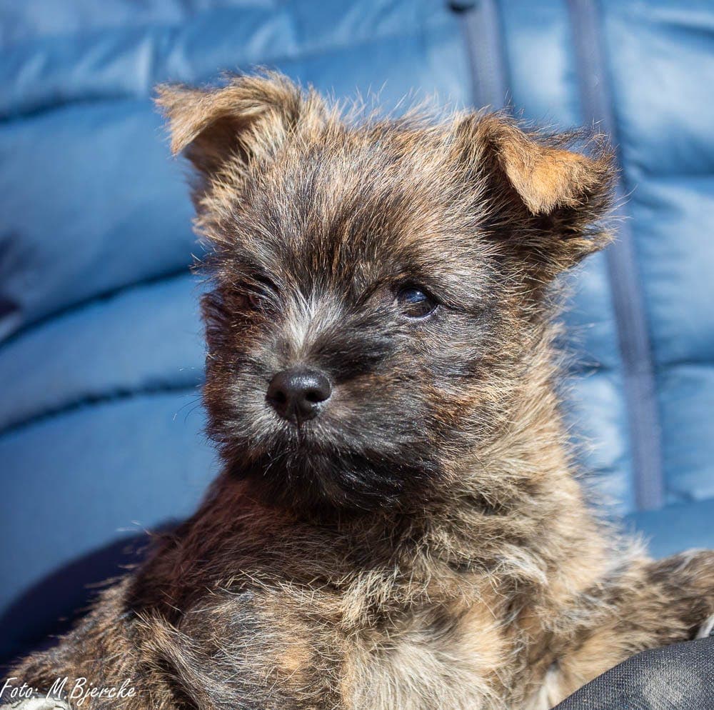 Ledig hannvalp fra kennel Svartkulpen