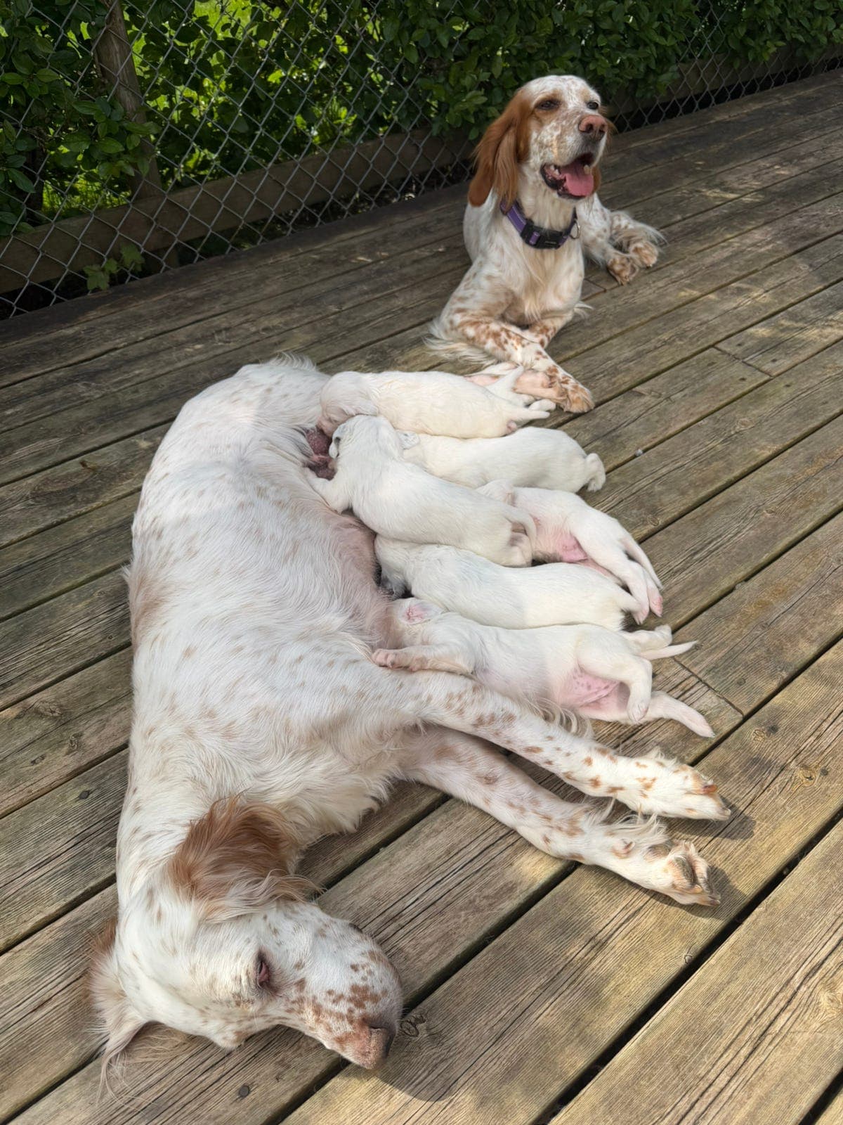 🐾Engelsk Setter Valper - Hannhunder Ledig🐾