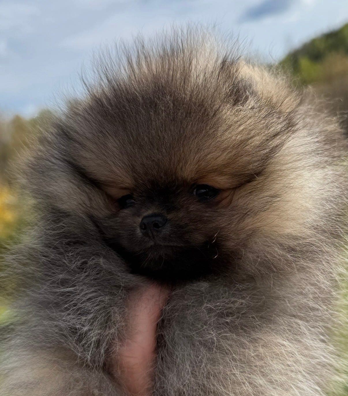 Nydelig Pomeranian tispe valp NKK Reg/Stamtavle