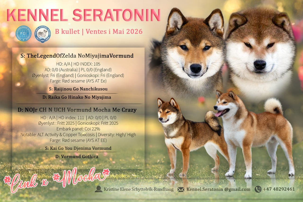 Shiba Hannvalp Sesame/Black/tan