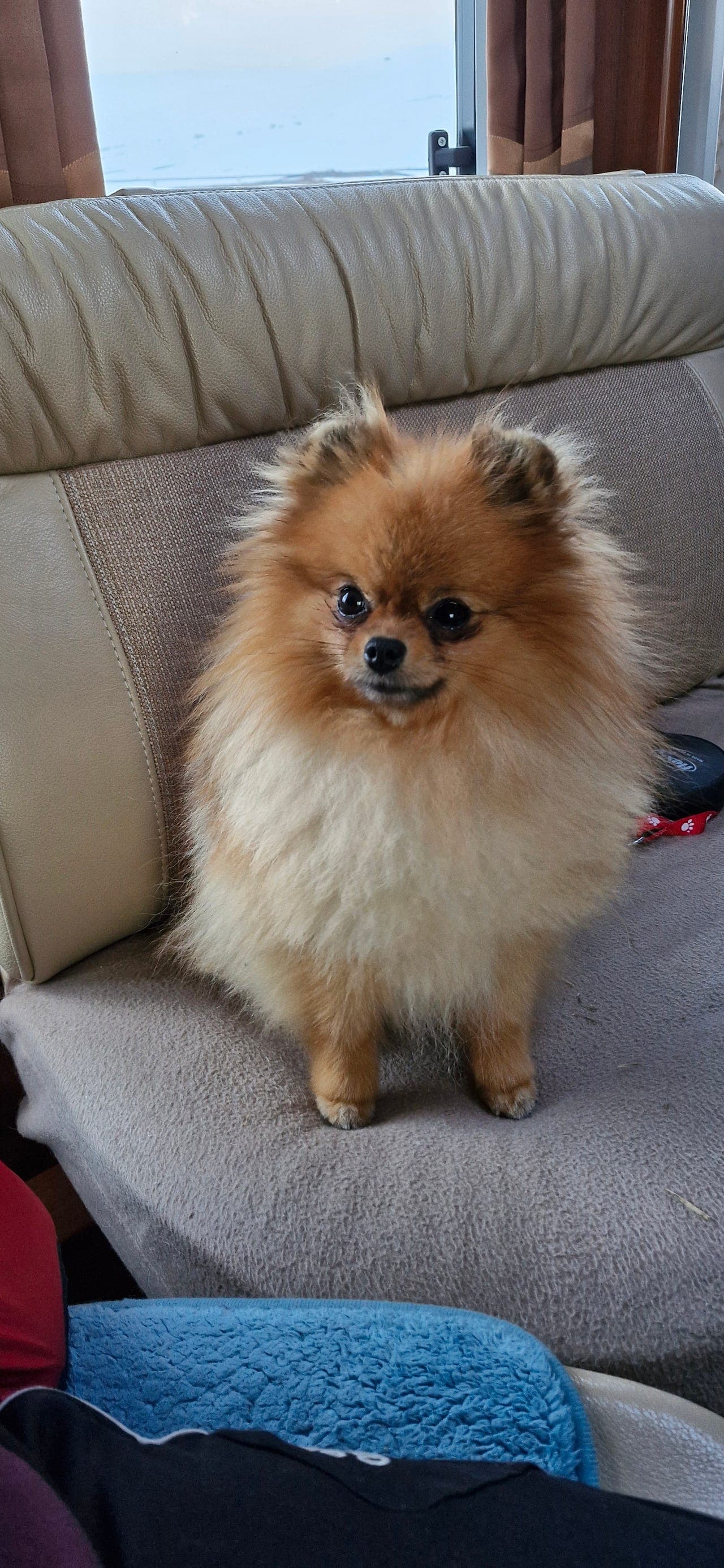 pomeranian hanne 3 år