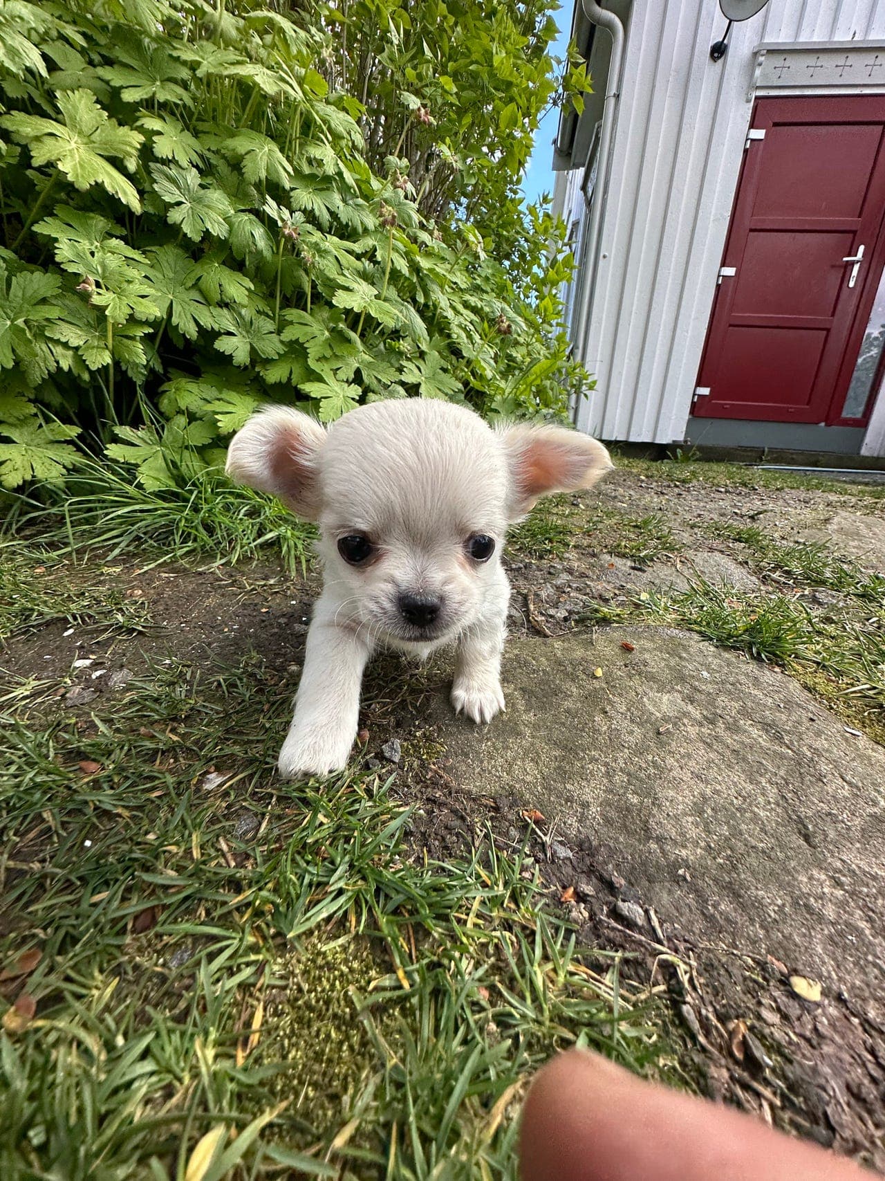 Chihuahua ,hvit langhåret hann , reg nkk