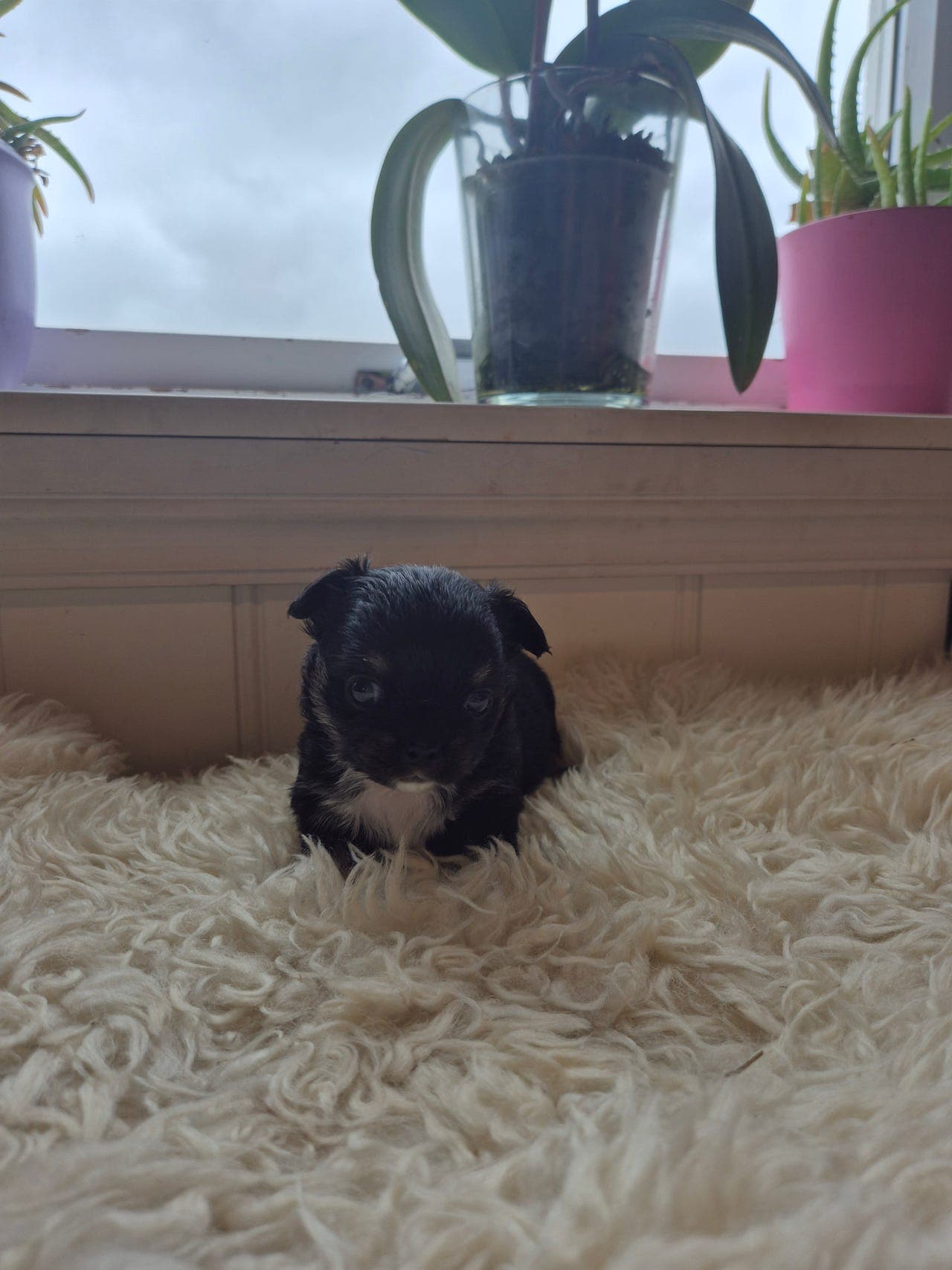 Langhåret Chihuahua Hanne selges med Stamtavle