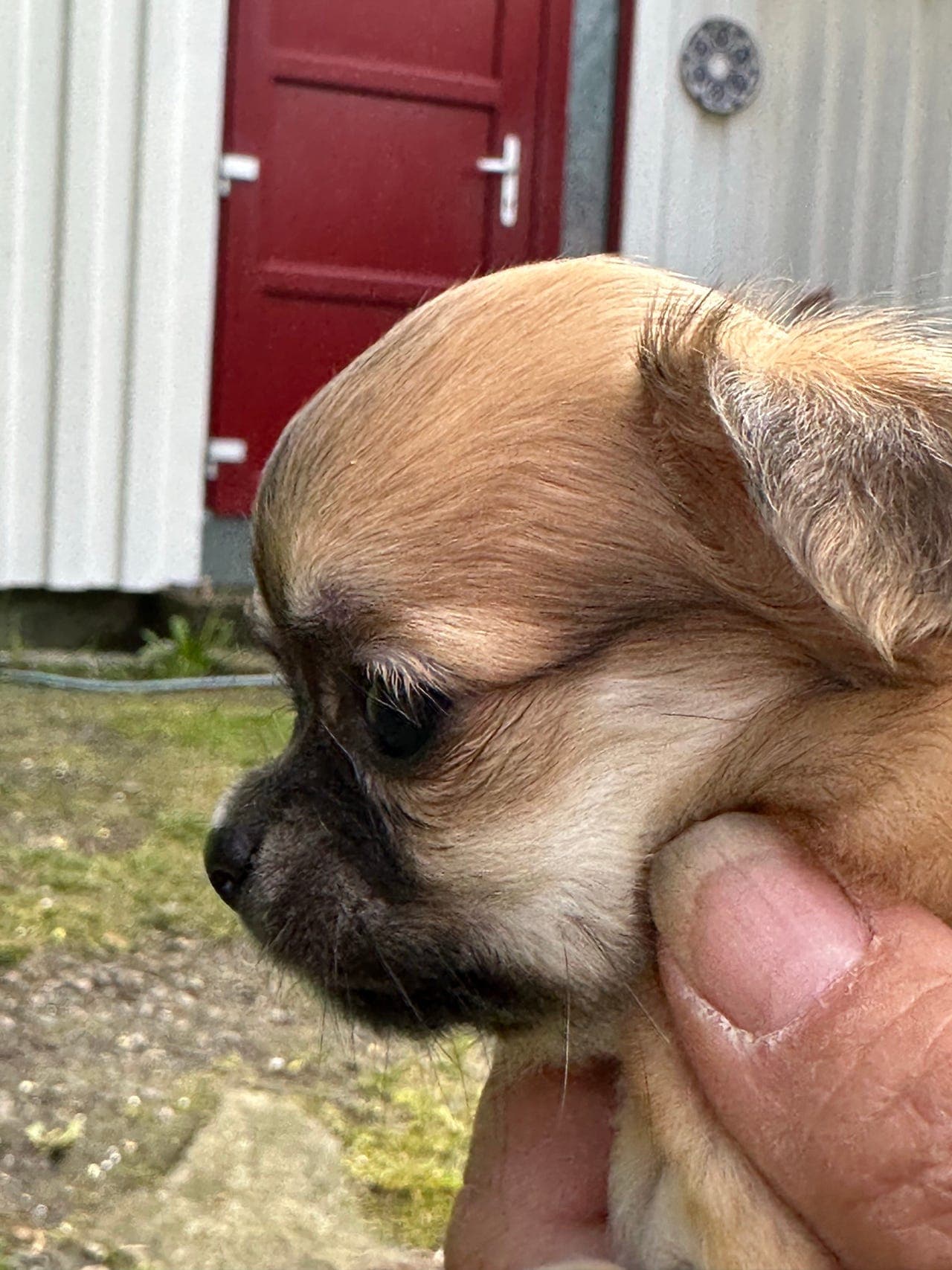 Chihuahua, tispe ,langhår,sobel,reg nkk