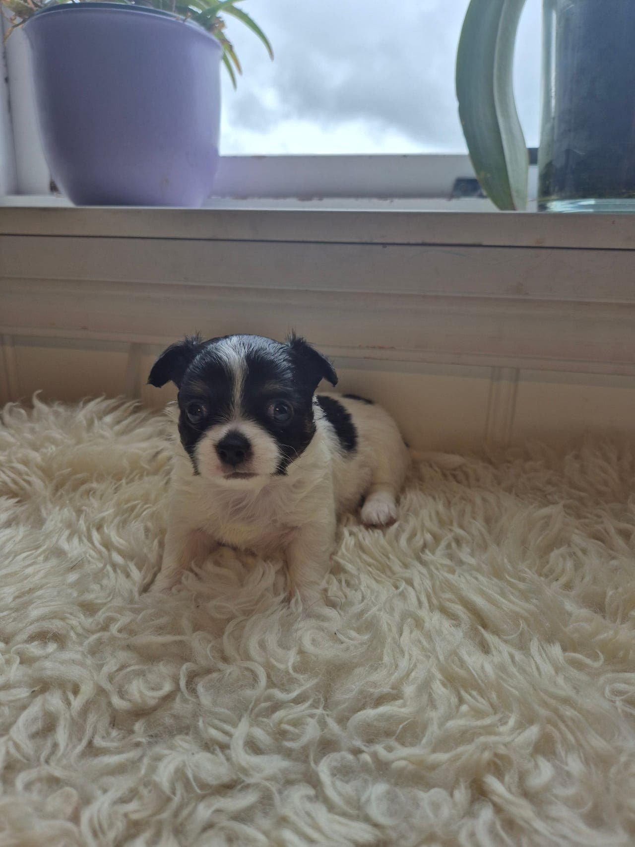 Langhåret Chihuahua tispe selges med Stamtavle