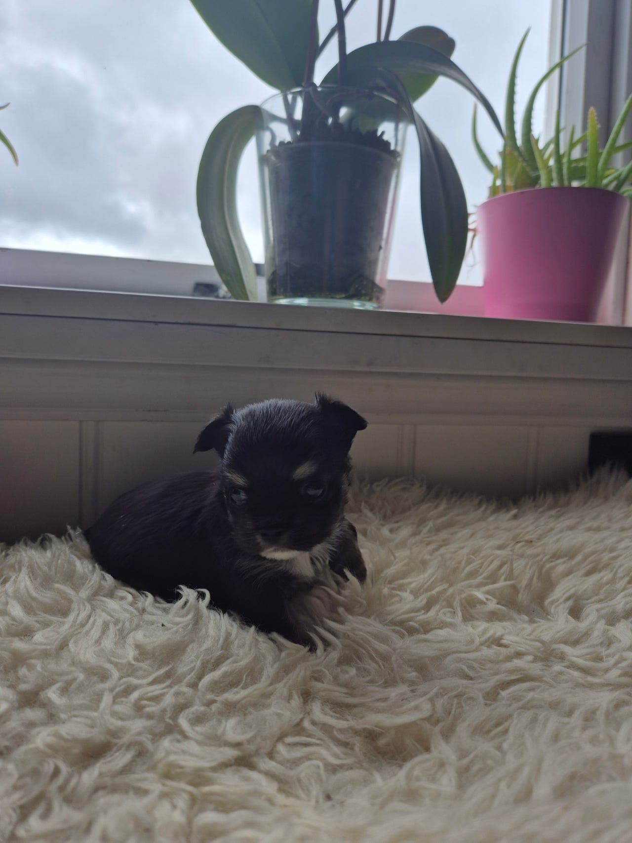 Langhåret Chihuahua Hanne selges med Stamtavle