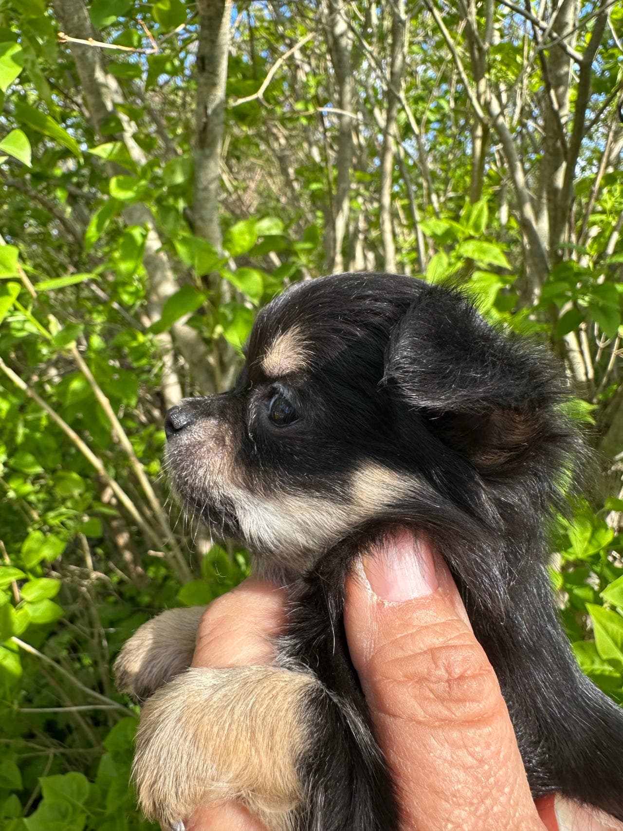 Chihuahua,tispe,langhår,sort med avtegn,reg.nkk