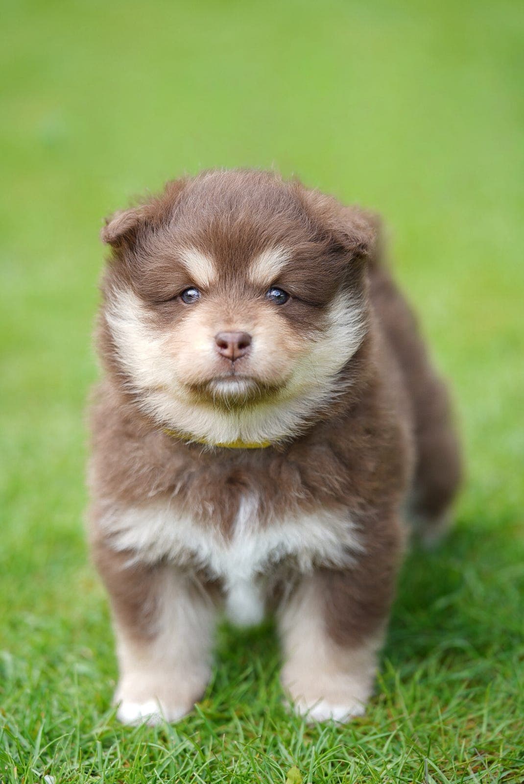Fôrvert finsk lapphund hannhund