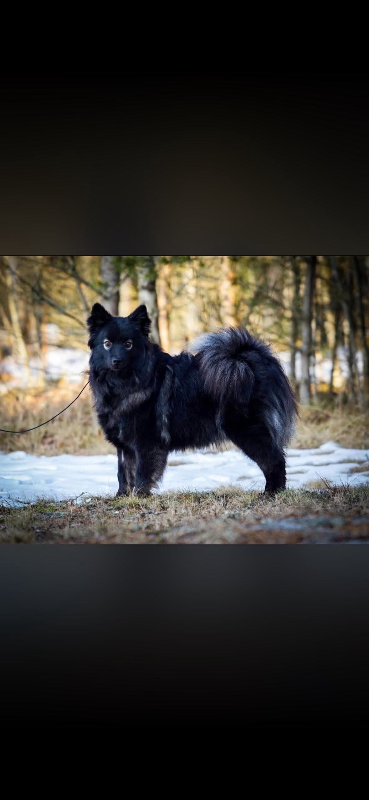 Finsk lapphund valper