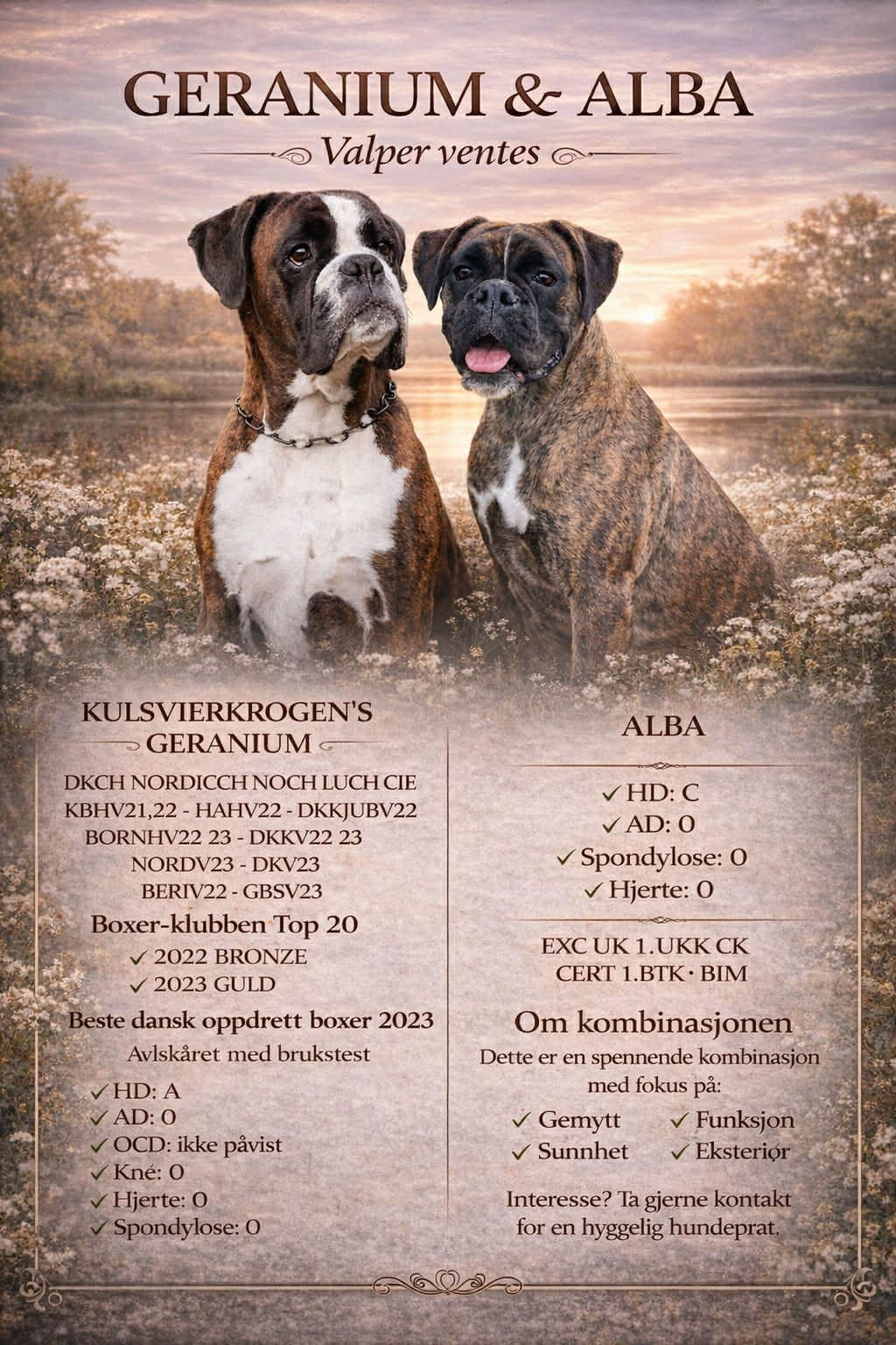 Boxer valp
