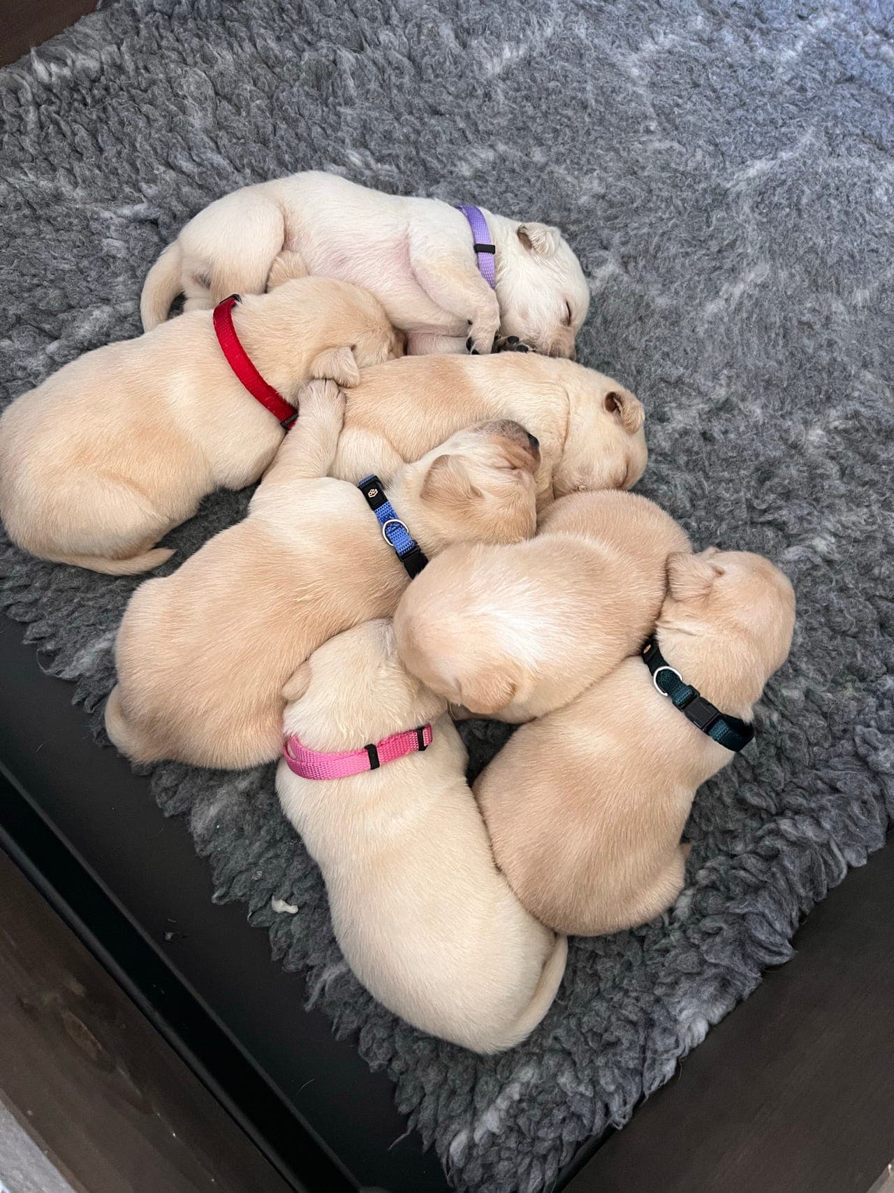 Labrador valper
