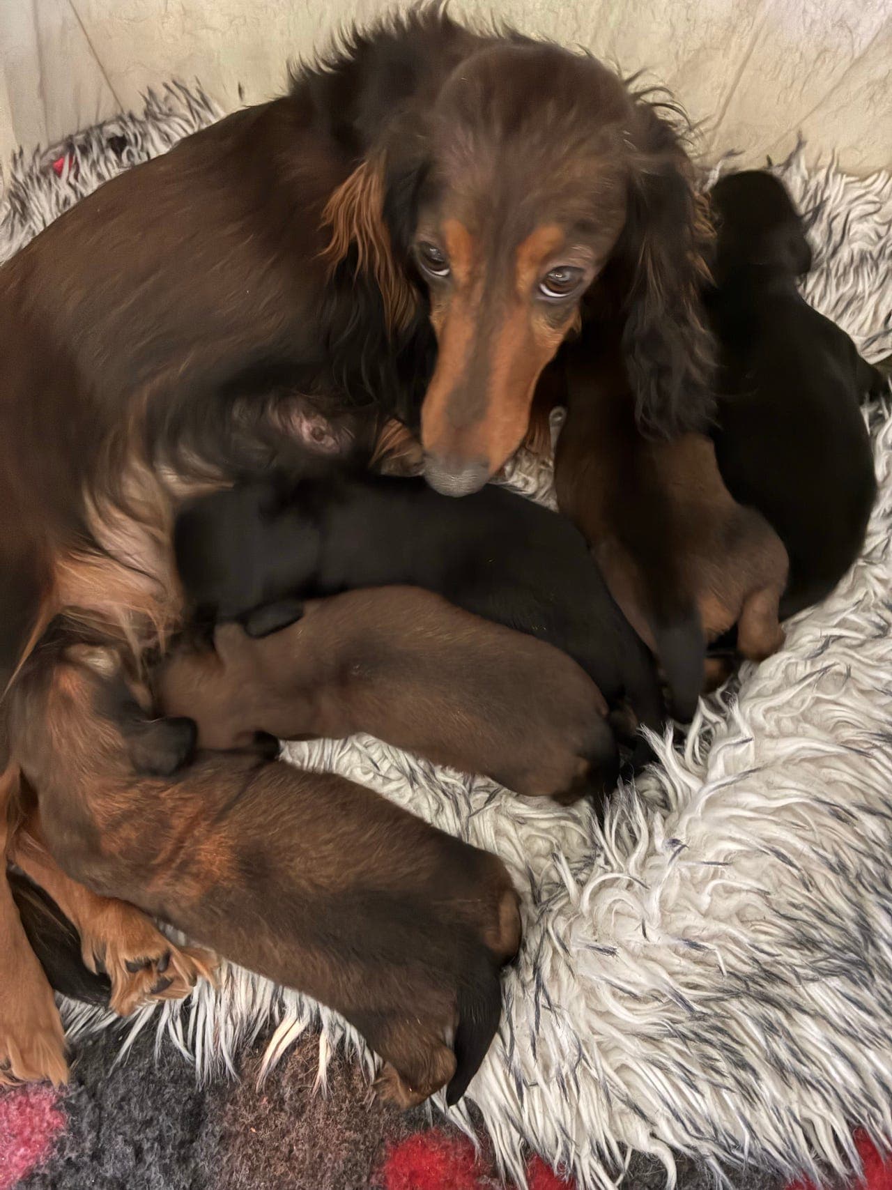 Dachs valper
