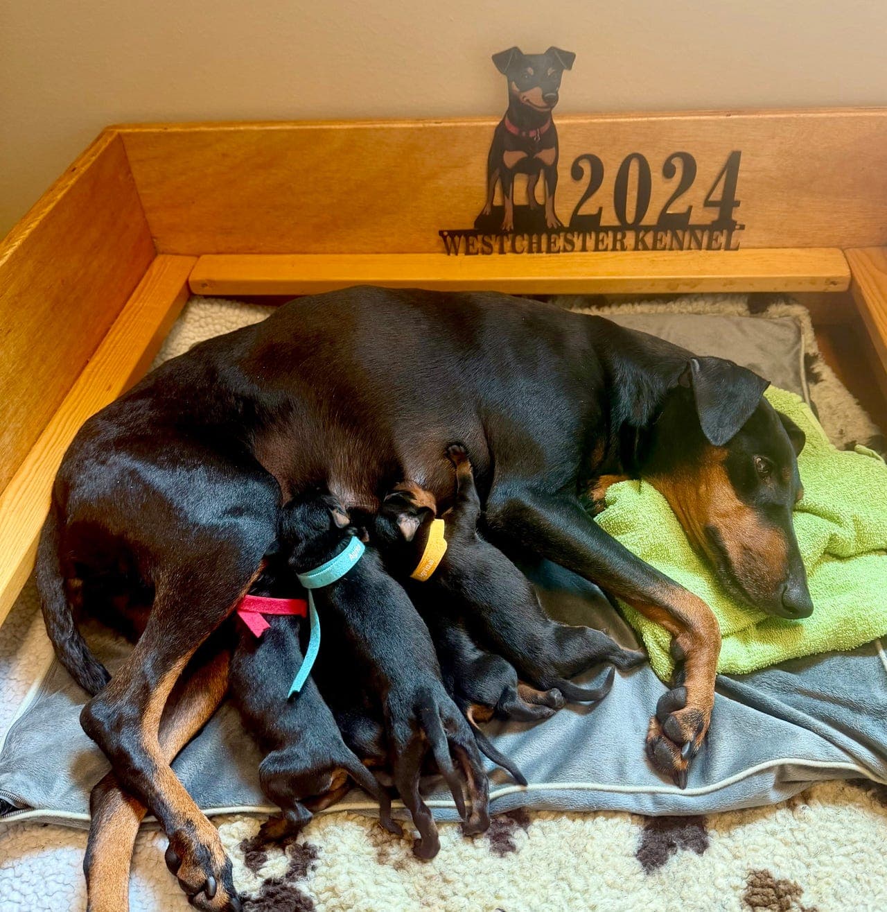 Manchester Terrier valper til salgs