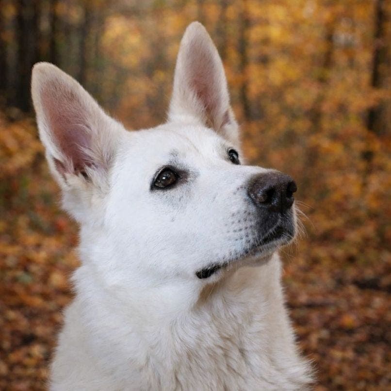 Flott Hvit Gjeterhund tispe søker kjærlig hjem