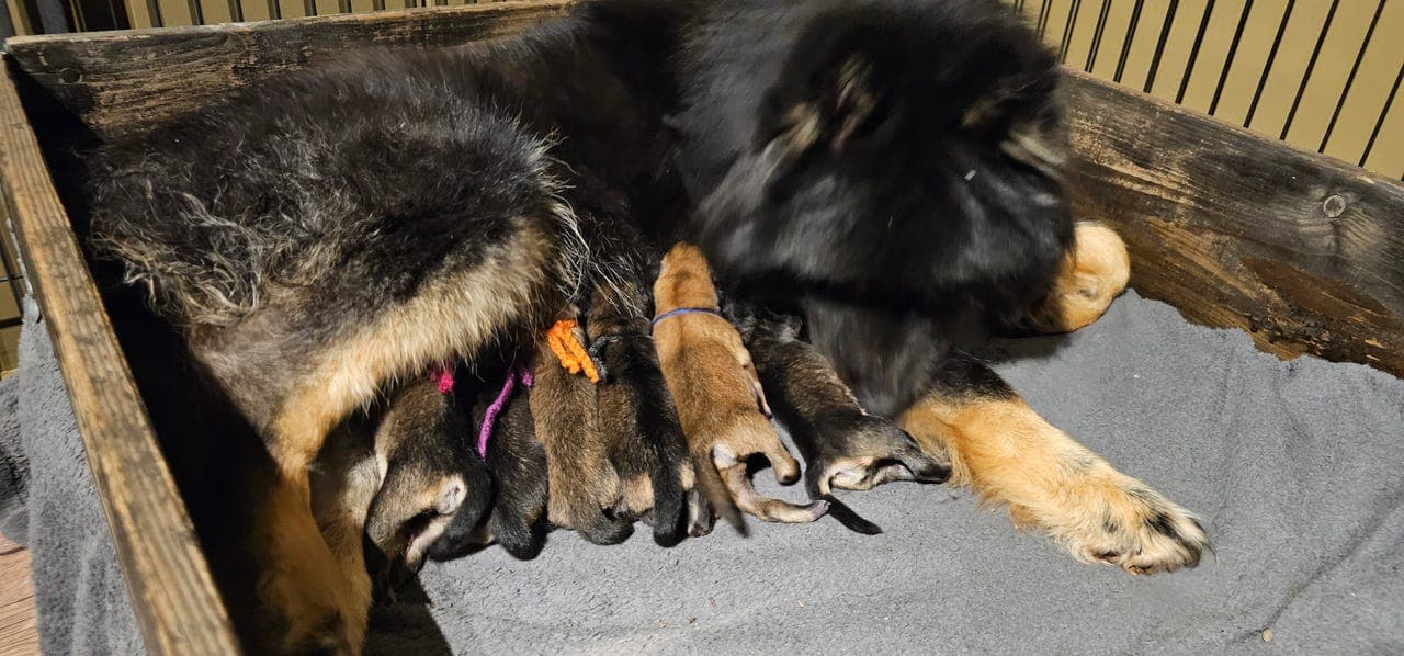 Eurasier valper