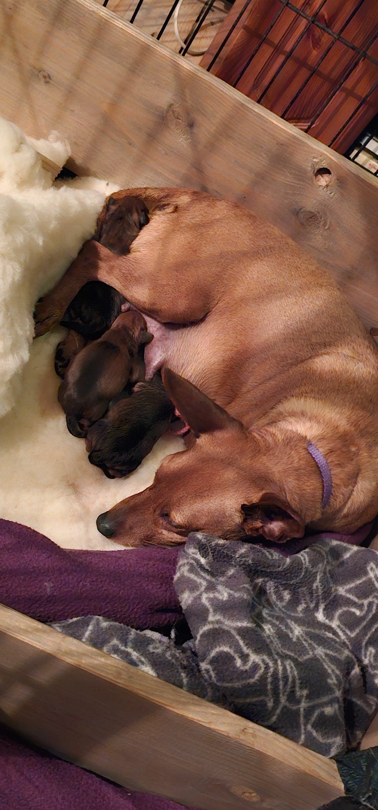 Dvergpinscher valper