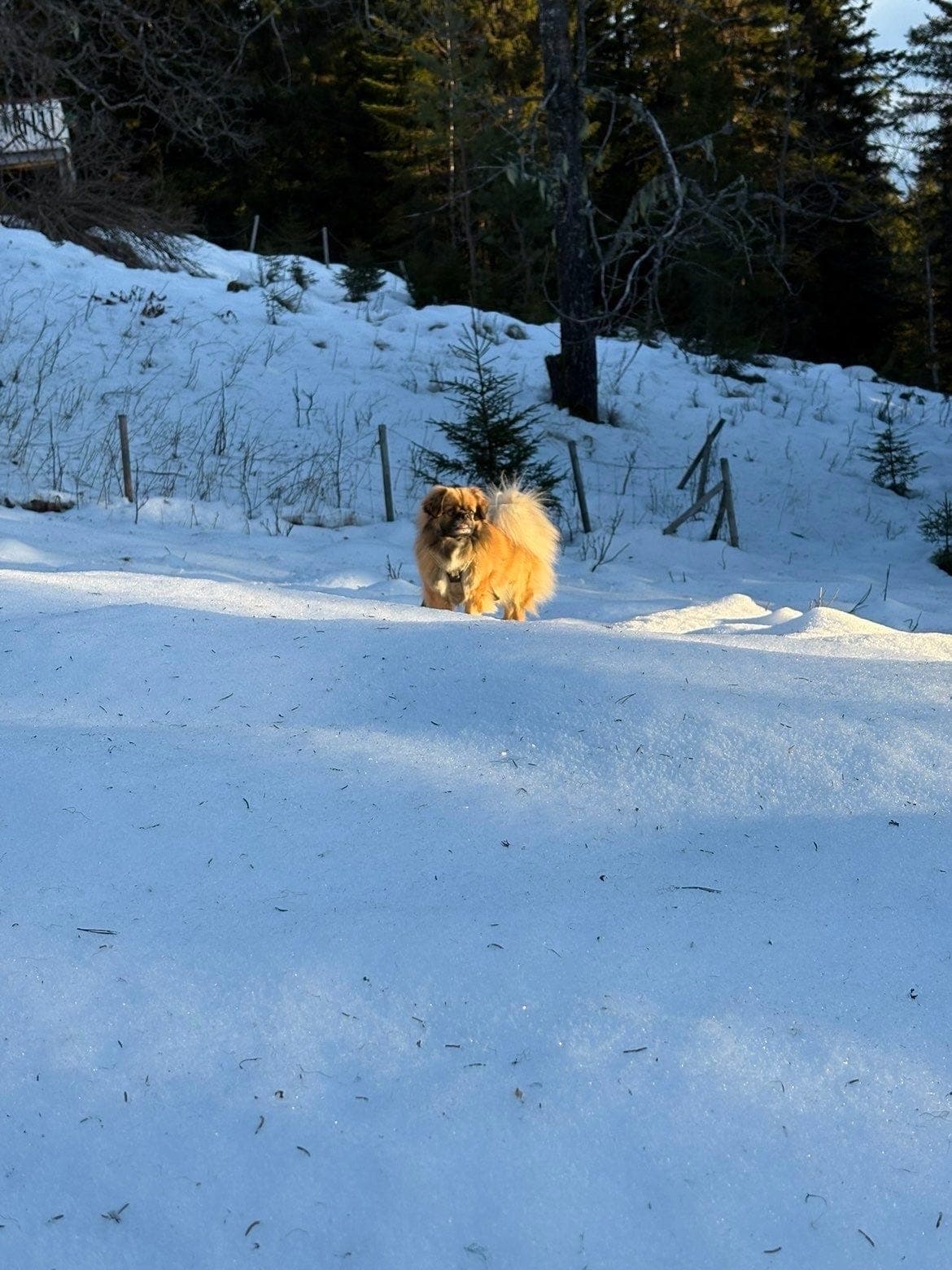 Tibetansk Spaniel